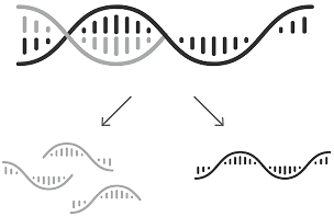Graphic showing DAWNZERA breaking down mRNA in Step 2.